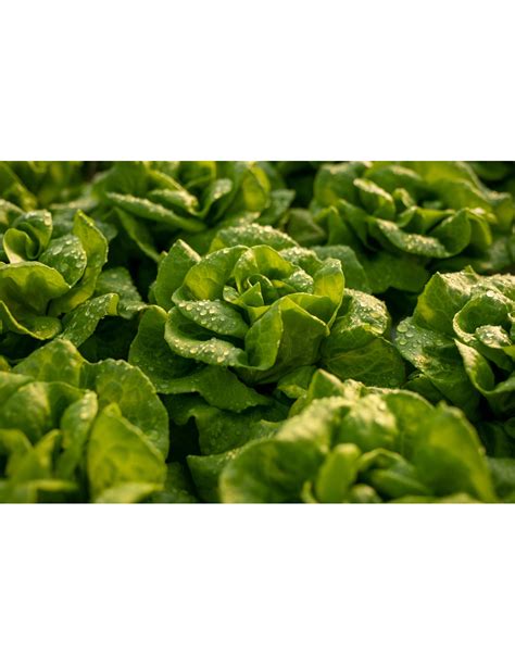 Graines De Laitue D T Grosse Blonde Paresseuse Graines De Style