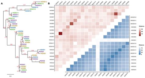 Cancers Free Full Text The Enigmatic Hox Genes Can We Crack Their