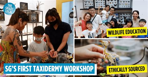 taxidermy workshop  assemble  home  skeleton