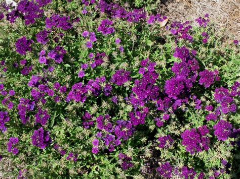 Verbena All Varieties Gothic Landscape Inc