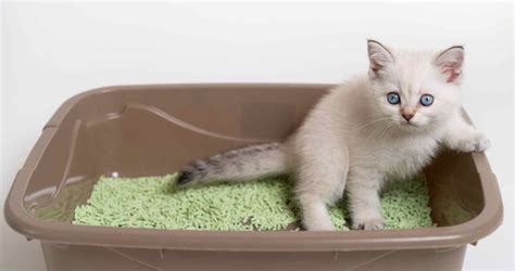 Best High Sided Cat Litter Box 2023 The High Spraying Cat Fix We