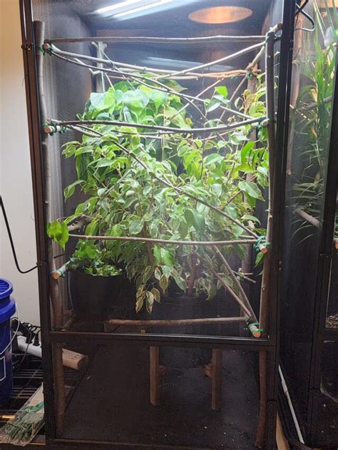 22 Creative Chameleon Cage Ideas (With Pictures)