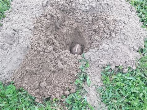 how to get rid of gophers in your yard