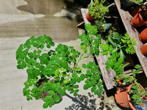 Moringa Oleifera Plant Pokok Kelor Furniture And Home Living