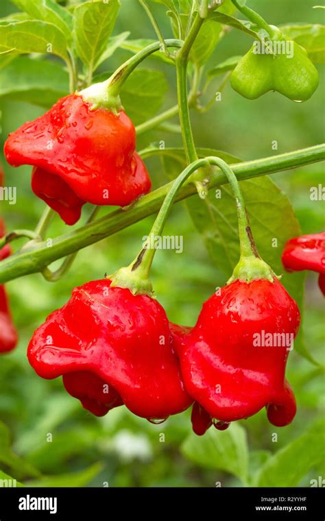 Red Pepper (Capsicum baccatum var. pendulum 'Bishop's crown' Stock ...