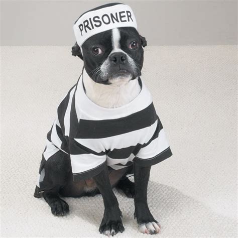 Casual Canine Prisoner Dog Halloween Costume | BaxterBoo