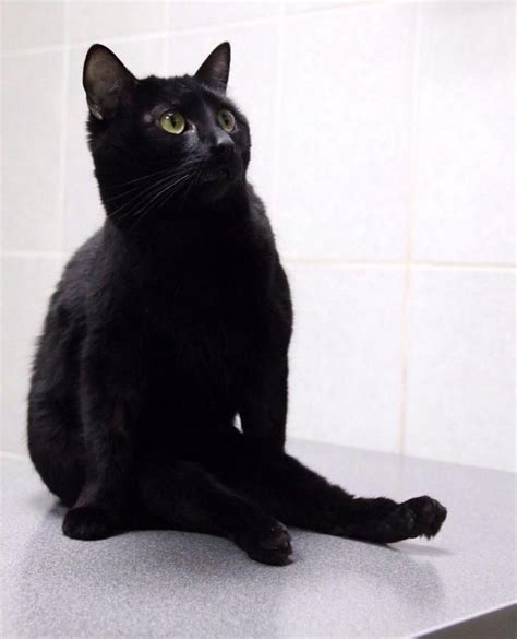 Disabled Black Cat Drags Himself Around A Vet Clinic To Cuddle Sick