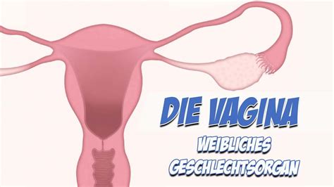 Weibliches Geschlechtsorgan Vagina Anatomie Pflege Kanal Youtube