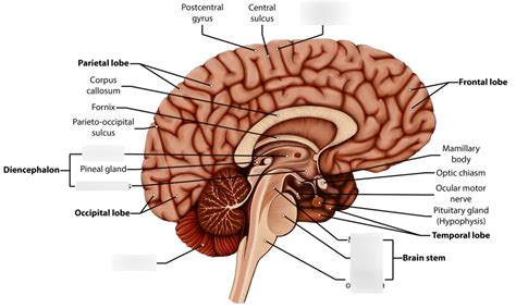 Labeled Parts Of The Brain Diagram Quizlet