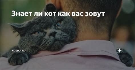 Знает ли кот как вас зовут | Кошка.ru | Дзен
