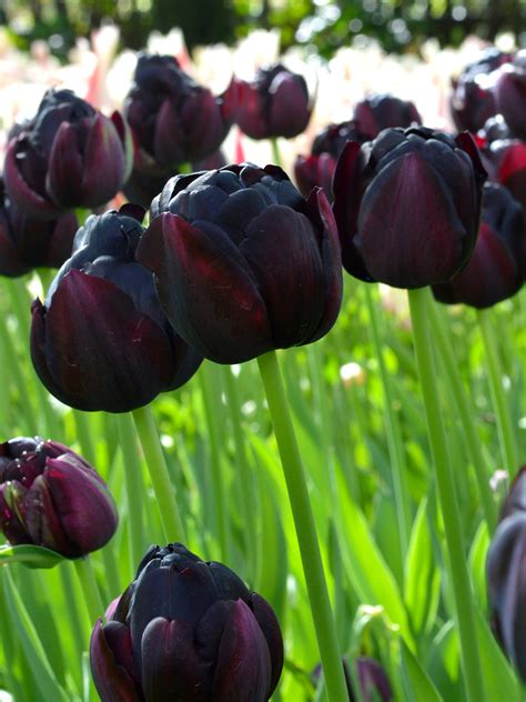Tulip Black Hero Black Tulips Dutchgrown™ Order Online