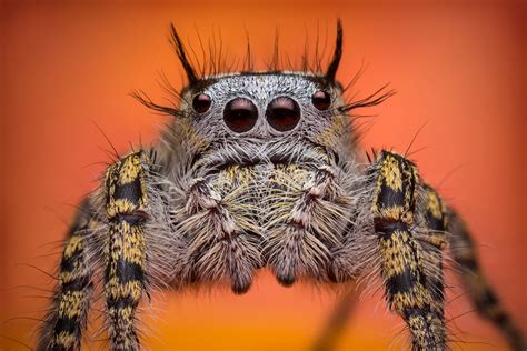 Phidippus Mystaceus Oklahoma Patrick Zephyr Photography