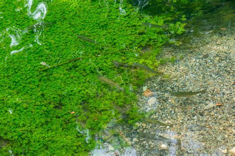 Каливес - Сайт о Крите