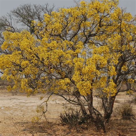 Cassia abbreviata subsp. beareana seeds - Buy online