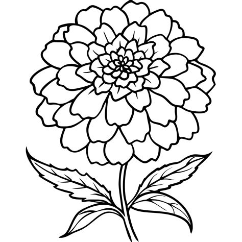 Marigold Flower Bouquet outline illustration coloring book page design
