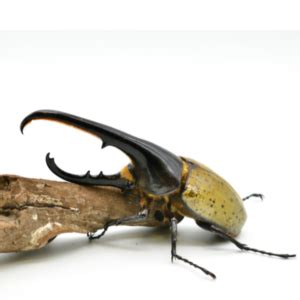 Hercules Rhinoceros Beetle Dynastes Hercules Bug Pets Ltd