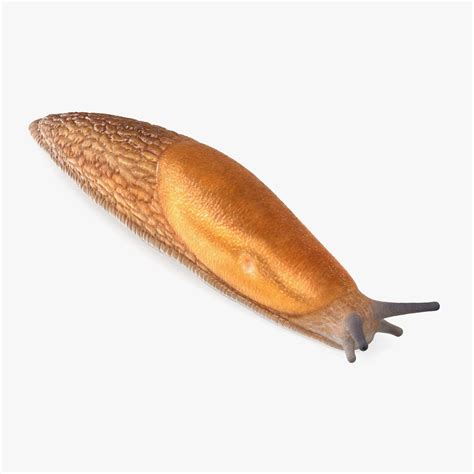 Great Slug Rigged for Cinema 4D 3D Model $79 - .c4d - Free3D