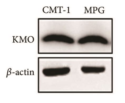 Downregulated KMO Activities With KMO Inhibitor Or SiRNA Inhibited Cell