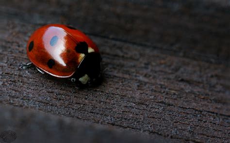 Ladybug Wallpaper Desktop Wallpapersafari