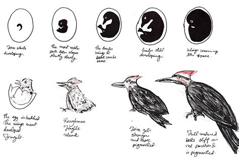 pileated woodpecker