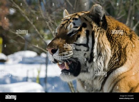 The Siberian Tiger In The Snow Stock Photo Alamy