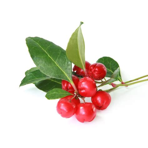 Wintergreen Berries with Foliage on White Background Wintergreen ...