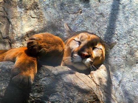 Puma Cat Wallpaper Hd