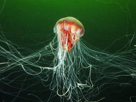 Медузы в Таиланде - Все про Тайланд