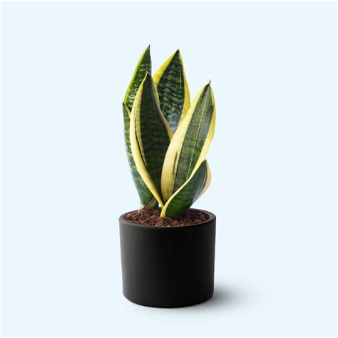 Terakota Sansevieria Trifasciata Saks L Canl Bitki Hipicon