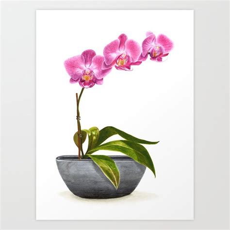 Watercolor Orchid Art Print by sophiajcaldwell | Society6 | Orchids ...