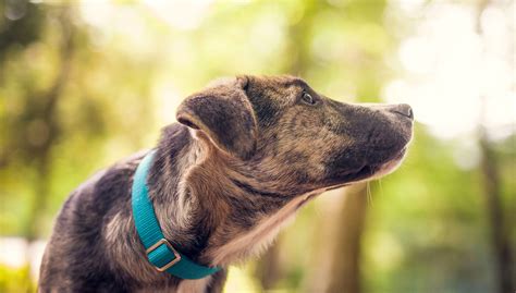 Étude de cas Éducation sur la prévention des morsures de chien à Fort