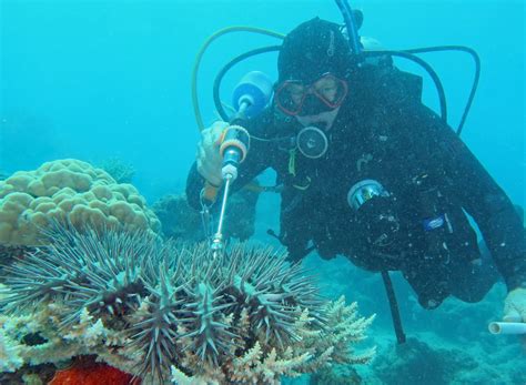 crown  thorns starfish outbreaks   control lizard island