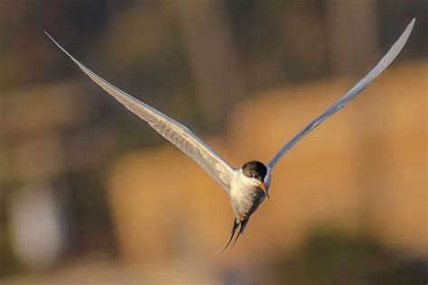 Forsters Tern In Flight Photograph By I The Beholder Fine Art America