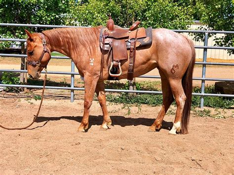 Roan Horse Facts with Pictures