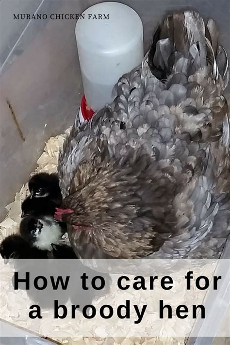 Broody Hens How To Care For Them Murano Chicken Farm