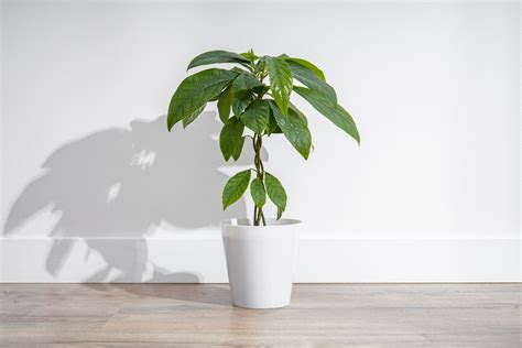 Avocado Plant Care Indoor