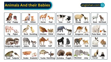 Animals and Their Babies Names in English with Pictures • Englishan