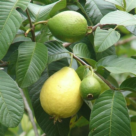 Arbol Frutal Guayabo Brasilero Psidium Guajava 40000 En