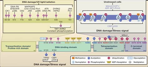 Modes Of P Regulation Cell