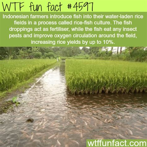 Rice Fish Culture In Indonesia Wtf Fun Facts