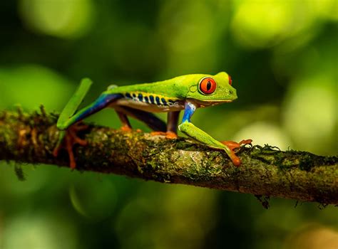 Hijau Katak Cabang Pohon Hewan Kadal Reptil Margasatwa Amfibi