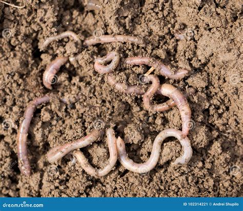 Earthworms On Soil Macro Stock Image Image Of Agriculture 102314221