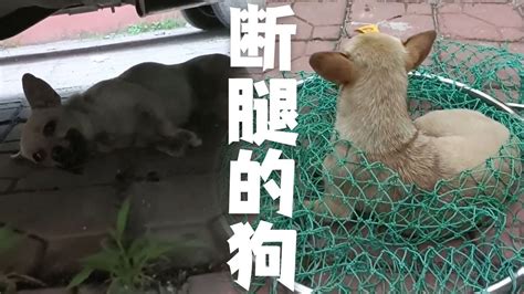 救助流浪動物老姜毛孩子流浪狗壹只被人把腿打斷的流浪狗，毛孩子太可憐了 Youtube