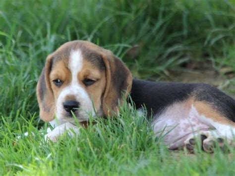 7 chiots Beagles LOF disponibles à la réservation Petite Annonce chien