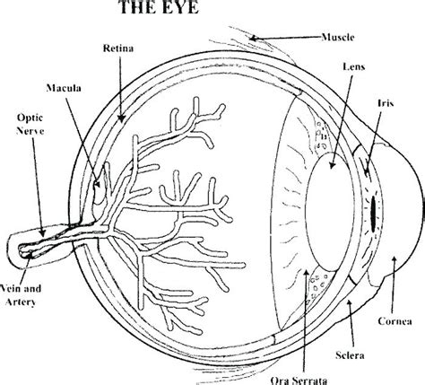 Eyeball Coloring Page at GetColorings.com | Free printable colorings ...