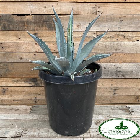 Agave Americana Covingtons
