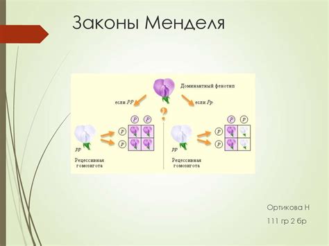 Законы Менделя - презентация онлайн