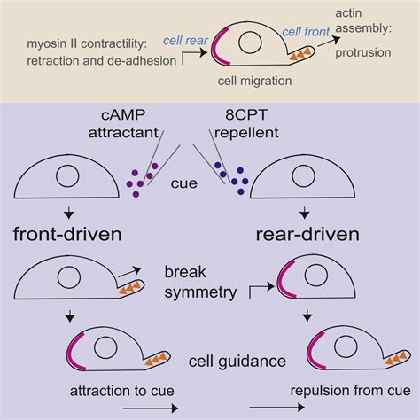 Repellent And Attractant Guidance Cues Initiate Cell Migration By