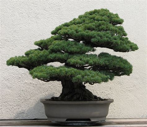 Evergreen Bonsai Trees - Bonsai Tree Gardener