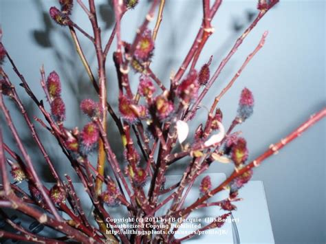 Black Pussy Willow In The Trees And Shrubs Forum Garden Org